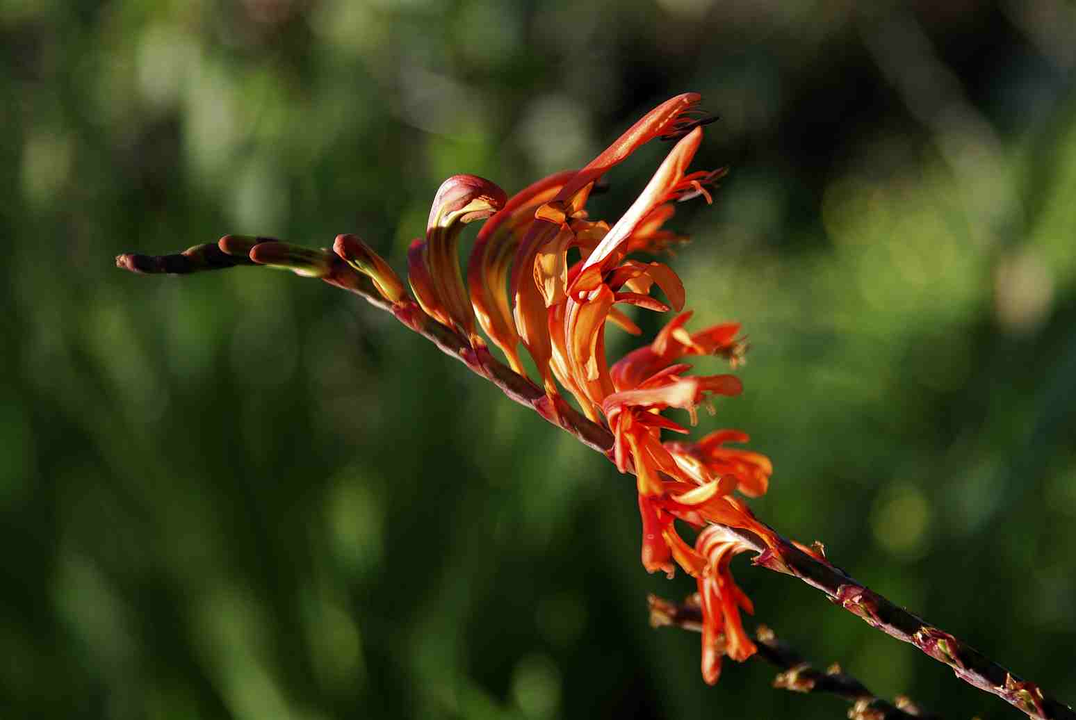 Chasmanthe aethiopica in Sardegna